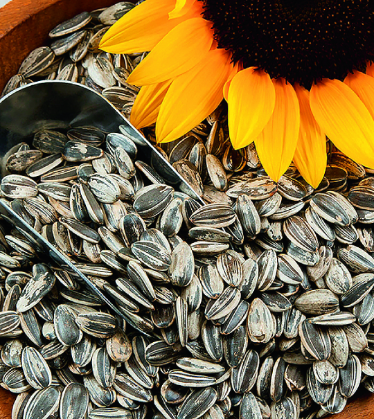 Sunflower Seeds